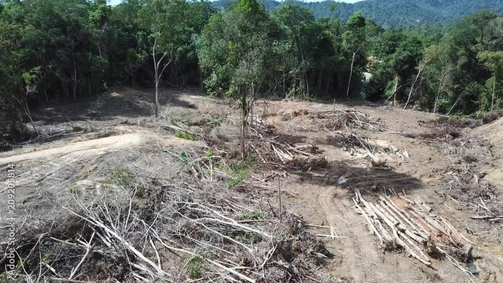 Deforestation Borneo rainforest for palm oil industry Deforestation Borneo rainforest for palm oil industry