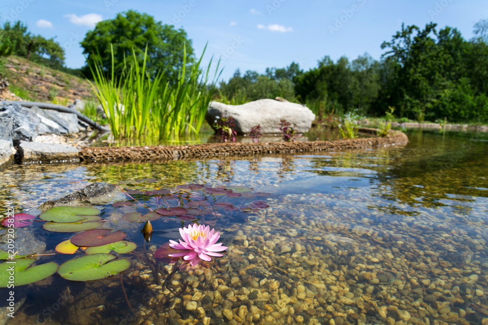 Obraz premium Piękne rośliny lilii wodnej wykorzystywane w naturalnym basenie do filtrowania i oczyszczania wody bez chemikaliów