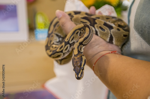 Python on a woman arms