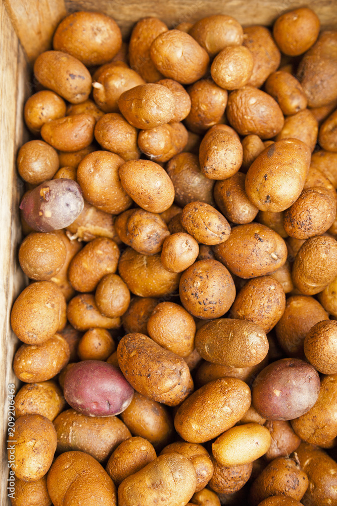 A full frame close up a crate of organic potatoes from a Farmers Market. A full frame close up a crate of organic potatoes from a Farmers Market.