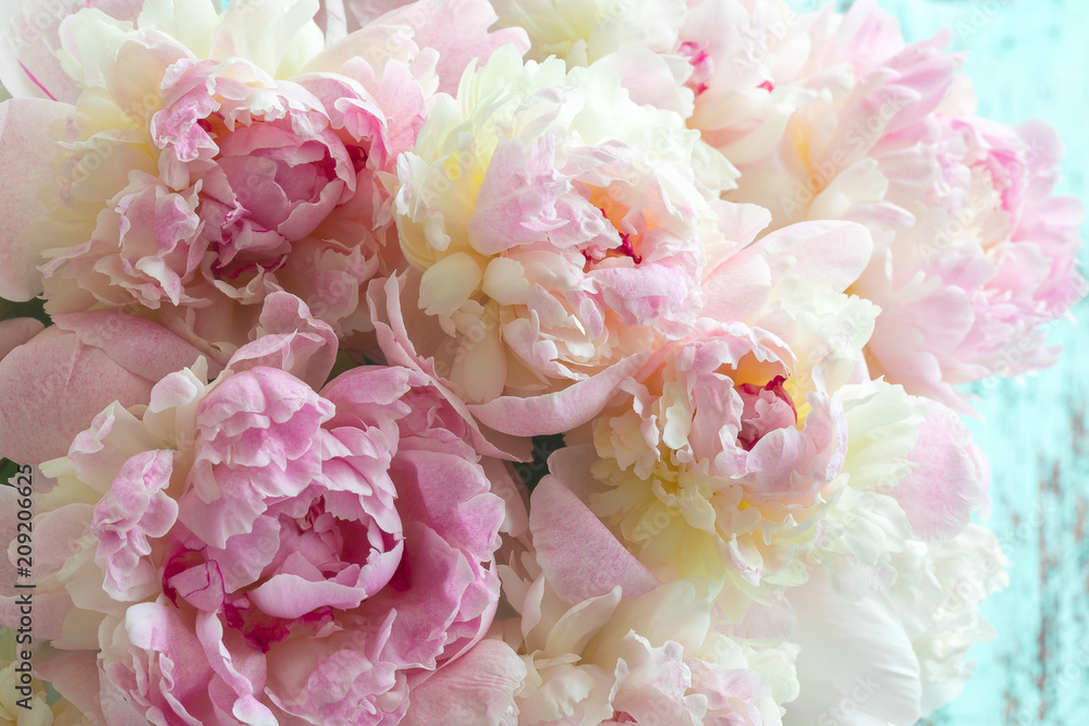 Fototapeta Puszyste różowe peonie kwitną tło