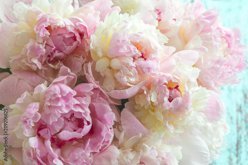Fluffy pink peonies flowers background