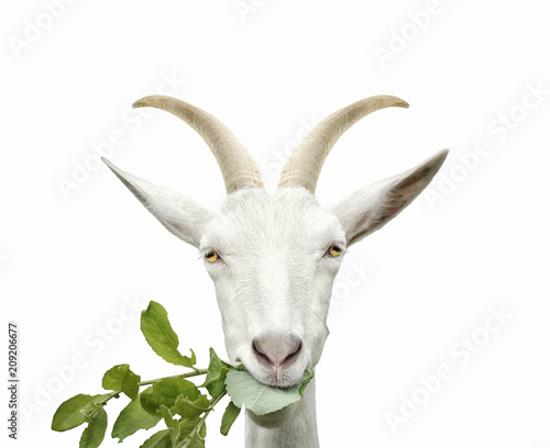 Portrait of goat eats grass. Isolated on white