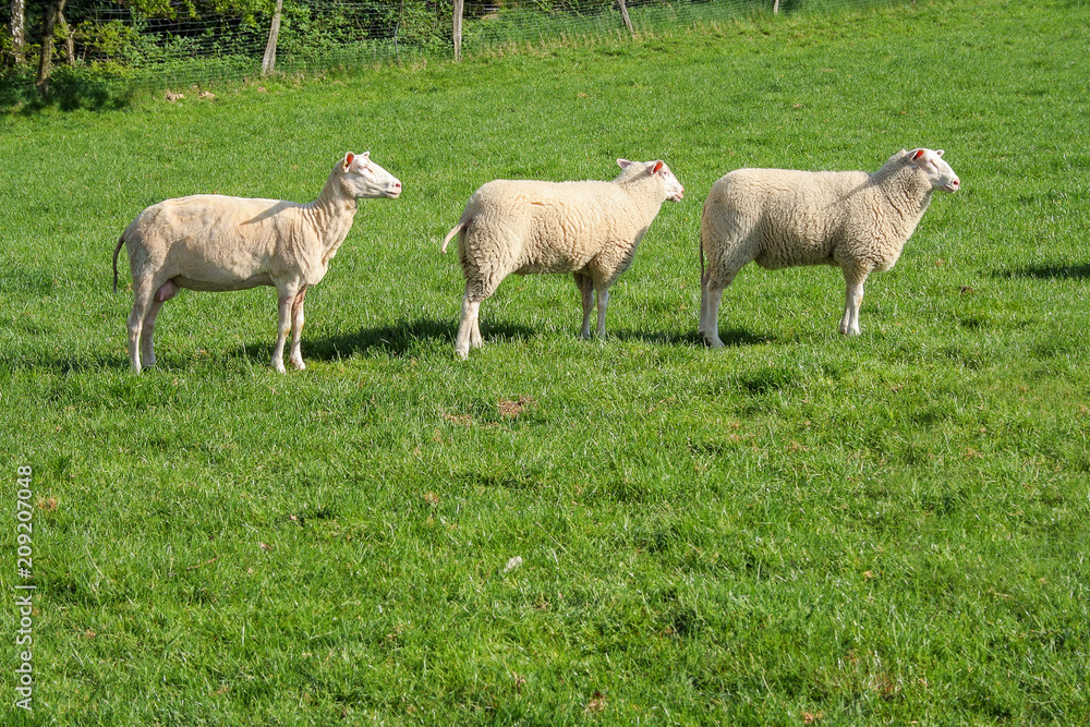Sheep in a row, Lüneburg Heath. Northern Germany Sheep in a row, Lüneburg Heath. Northern Germany
