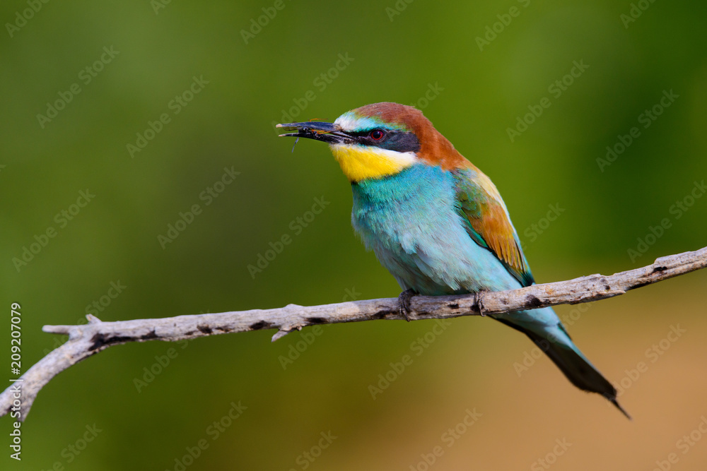 Golden bee-eater sitting on a branch Golden bee-eater sitting on a branch