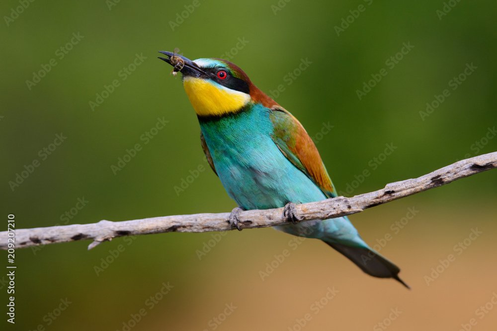 The European Bee-eaters, Merops apiaster is sitting and showing off on a nice branch, has some insect in its beak, during mating season, nice colorful background and soft golden light The European Bee-eaters, Merops apiaster is sitting and showing off on a nice branch, has some insect in its beak, during mating season, nice colorful background and soft golden light