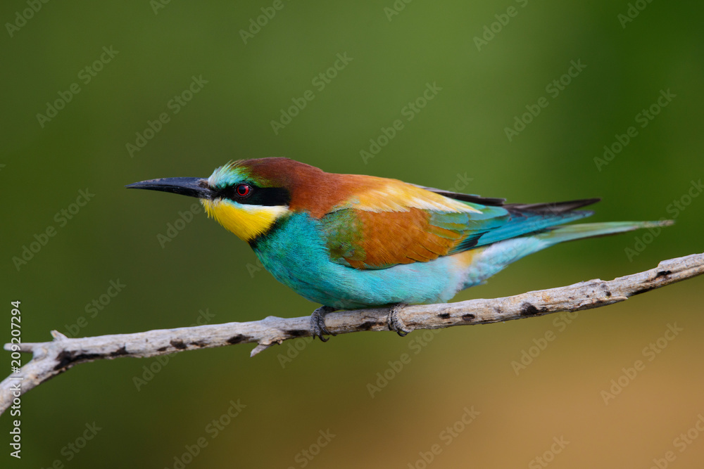 Golden bee-eater sitting on a branch