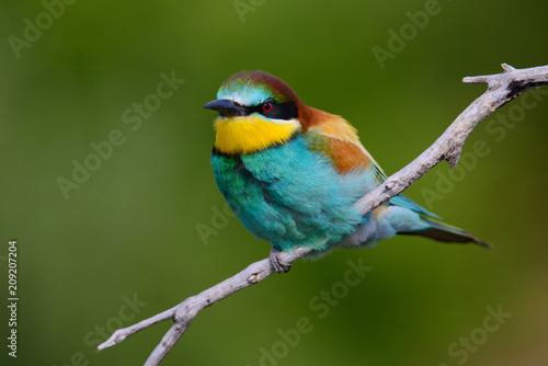 Golden bee-eater sitting on a branch © Aleksei Zakharov