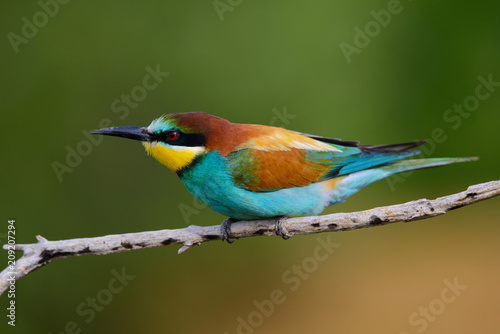 Golden bee-eater sitting on a branch © Aleksei Zakharov