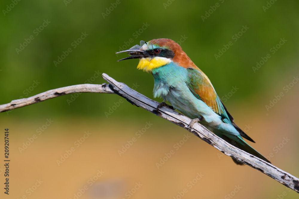 European bee-Eaters, Merops apiaster sits and brags on the good thread, has some insect in its beak during the mating season, the male feeds the female European bee-Eaters, Merops apiaster sits and brags on the good thread, has some insect in its beak during the mating season, the male feeds the female