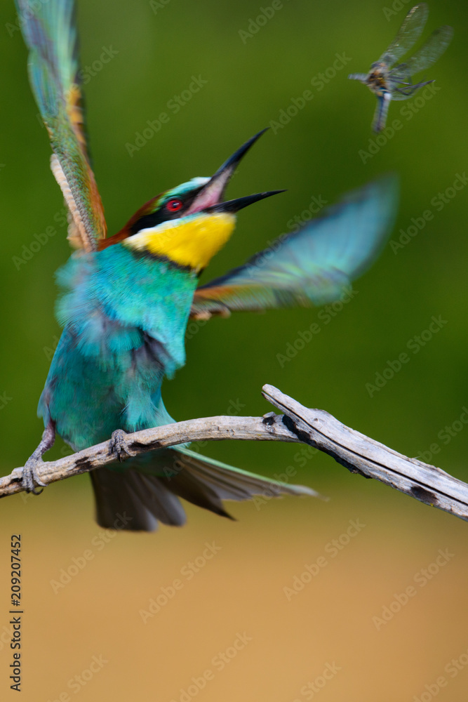 Obraz premium European bee-Eaters, Merops apiaster sits and brags on the good thread, has some insect in its beak during the mating season, the male feeds the female