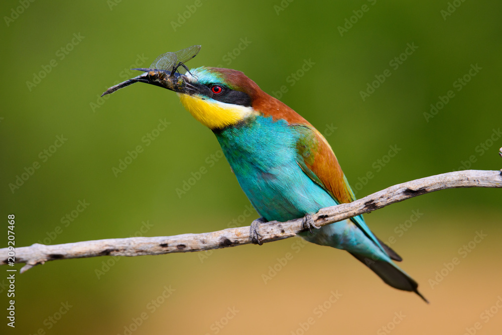 Naklejka European bee-Eaters, Merops apiaster sits and brags on the good thread, has some insect in its beak during the mating season, the male feeds the female