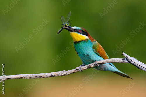 European bee-Eaters, Merops apiaster sits and brags on the good thread, has some insect in its beak during the mating season, the male feeds the female © Aleksei Zakharov