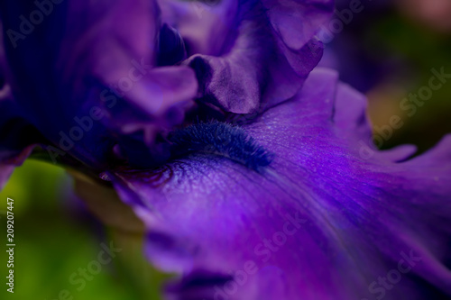 Fototapeta Naklejka Na Ścianę i Meble -  Close up of a German Iris flower with bokeh and soft focus.