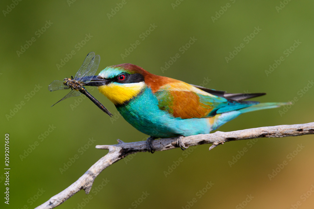 European bee-Eaters, Merops apiaster sits and brags on the good thread, has some insect in its beak during the mating season, the male feeds the female