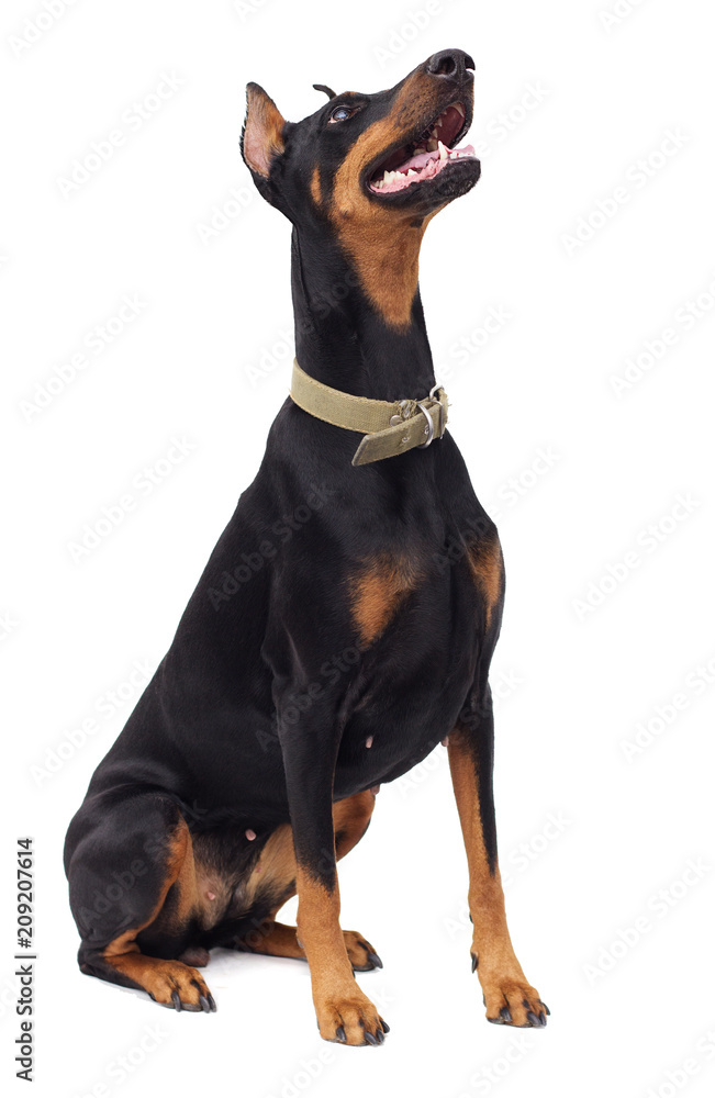 doberman pincher dog looking to the side