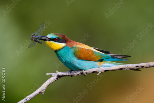 The European Bee-eaters, Merops apiaster is sitting and showing off on a nice branch, has some insect in its beak, during mating season, nice colorful background and soft golden light