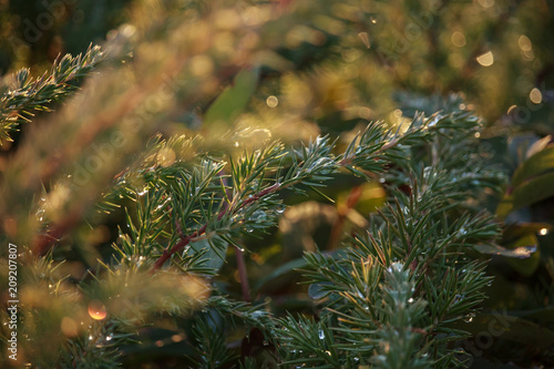 Rosemary Plant and Flowers on Sunset