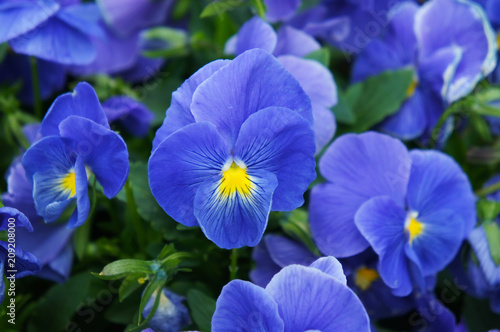 Viola wittrockiana blue flowers close up