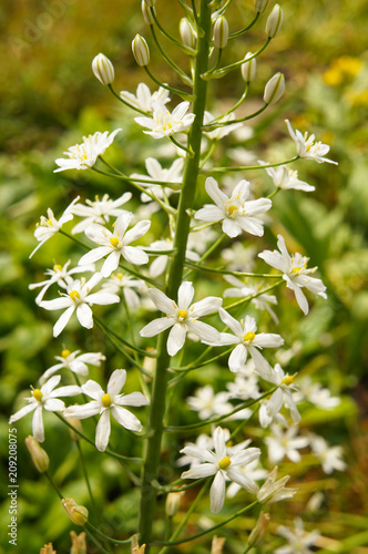 Ornithogalum magnum or star-of-bethlehem white flowers with green 