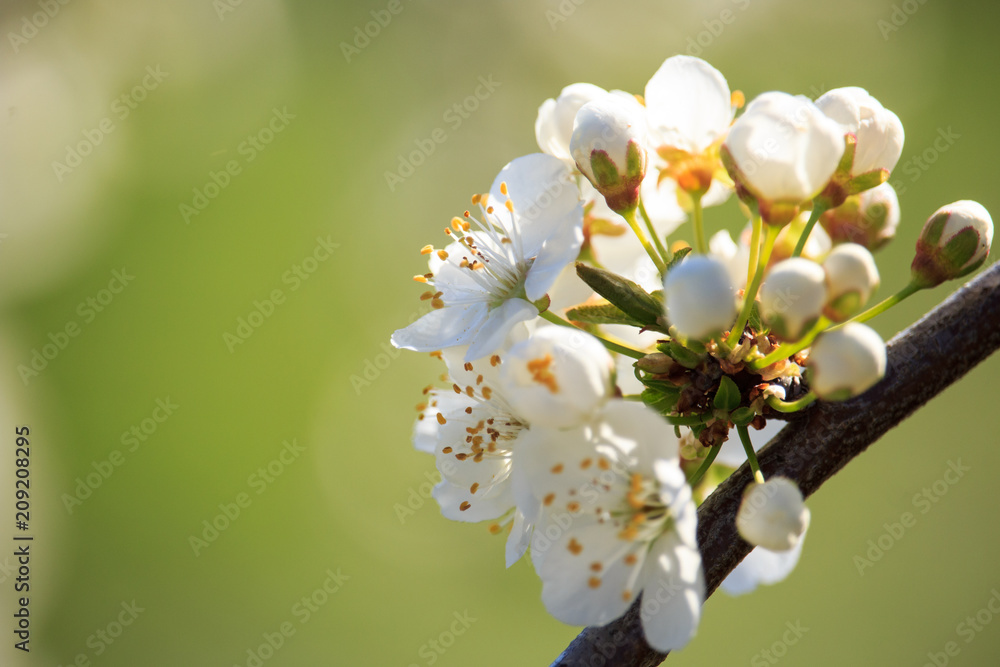 Obraz premium Apple tree Flowers