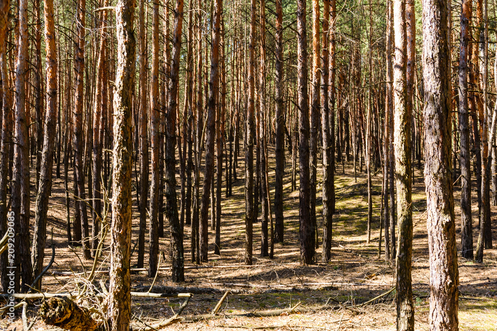 Fototapeta premium Rows of the tall pine trees in a forest on spring