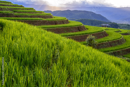 Beautiful step of rice terrace paddle field in sunset at Chiangmai, Thailand. Chiangmai is beautiful in nature place in Thailand, Southeast Asia. Travel concept.