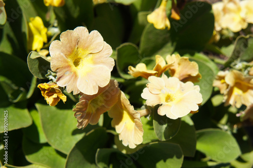 Primula auricula or mountain cowslip or bear's ear yellow orange flowers with green