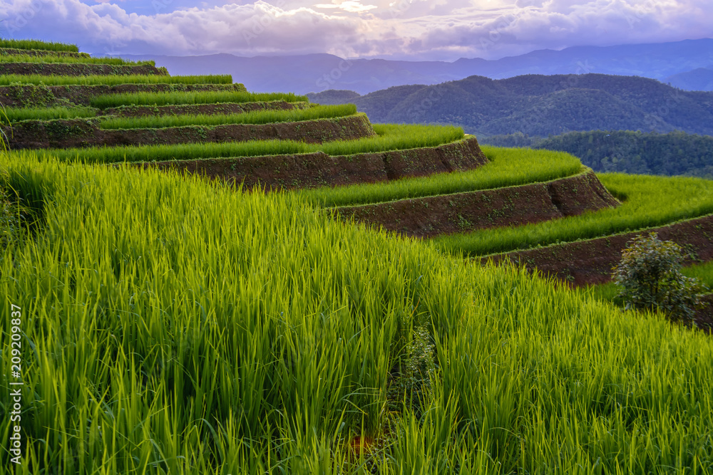 Fototapeta premium Beautiful step of rice terrace paddle field in sunset at Chiangmai, Thailand. Chiangmai is beautiful in nature place in Thailand, Southeast Asia. Travel concept.