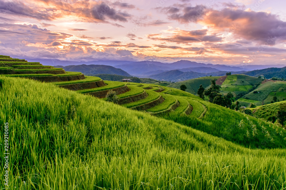 Beautiful step of rice terrace paddle field in sunset at Chiangmai, Thailand. Chiangmai is beautiful in nature place in Thailand, Southeast Asia. Travel concept. Beautiful step of rice terrace paddle field in sunset at Chiangmai, Thailand. Chiangmai is beautiful in nature place in Thailand, Southeast Asia. Travel concept.