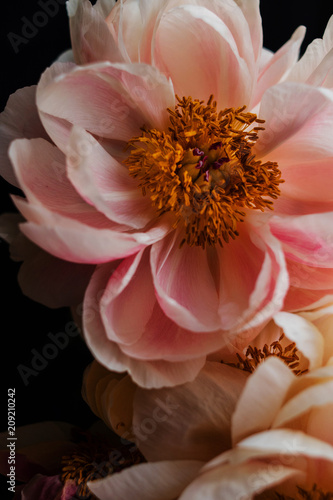 Close up of a pink peony.