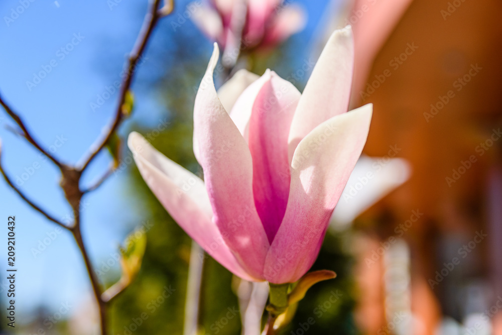 Flowers of the magnolia tree on spring day