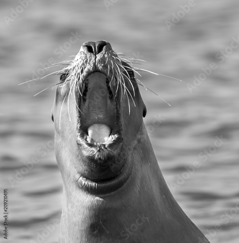 Fototapeta Naklejka Na Ścianę i Meble -  Sea Lion female , Patagonia Argentina