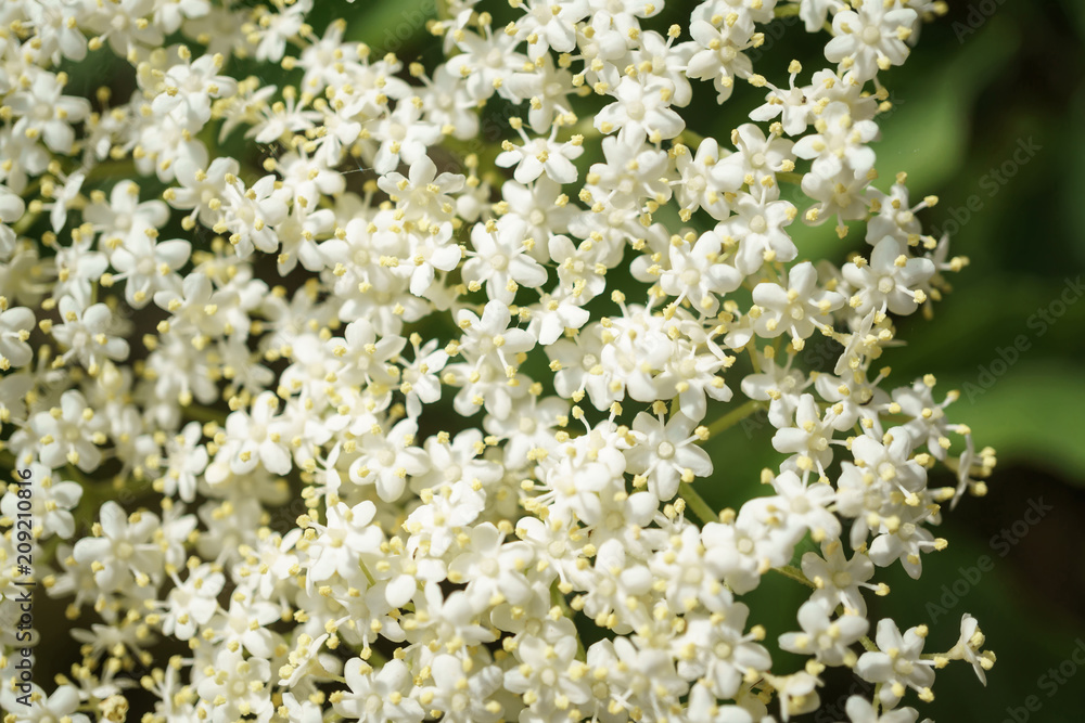 Black Elderberries flowers close Black Elderberries flowers close