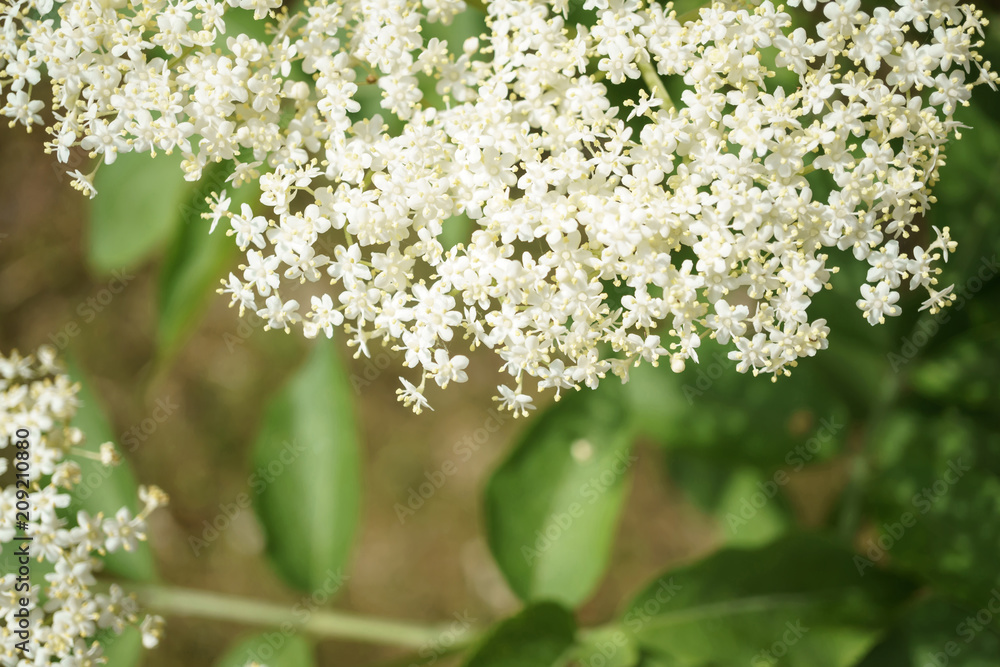 Black Elderberries flowers close Black Elderberries flowers close
