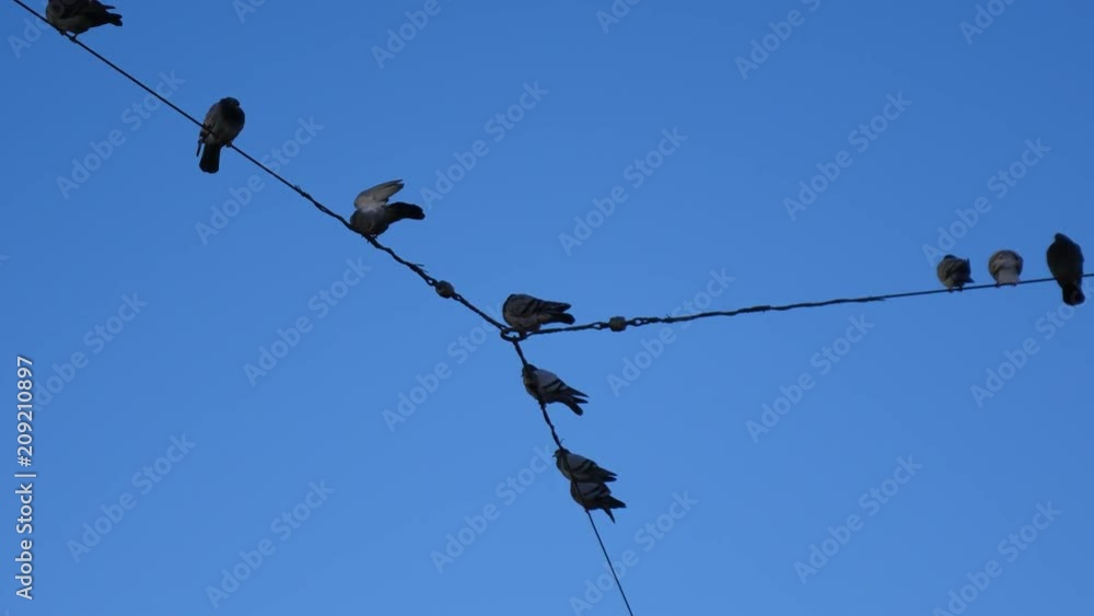 Group of birds as they sit on wires with clear blue sky background.
Group of birds as they sit on wires with clear blue sky background.