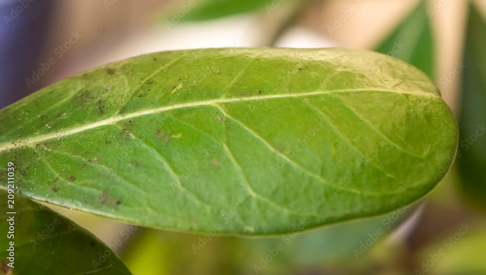 Closeup of Black Gum Leaf Closeup of Black Gum Leaf