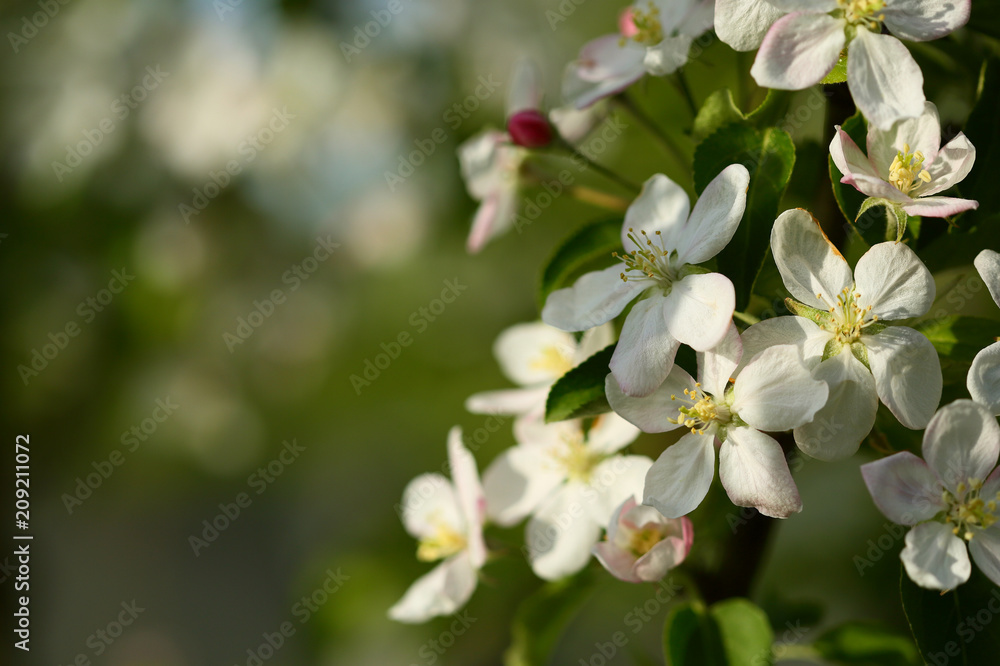Spring background with apple blossom Spring background with apple blossom