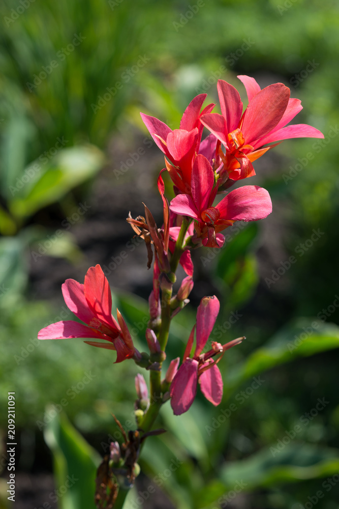 
 Flower red canna in the garden
