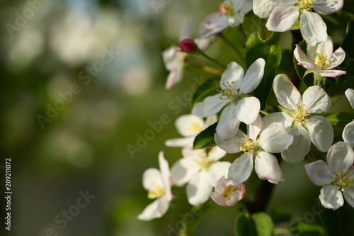 Spring background with apple blossom