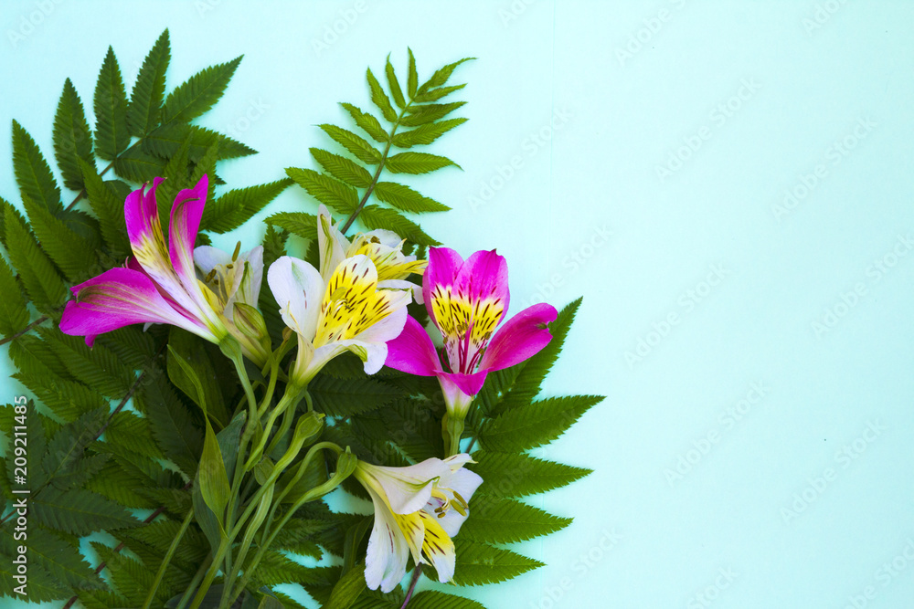 Obraz premium blooming flowers peruvian lily