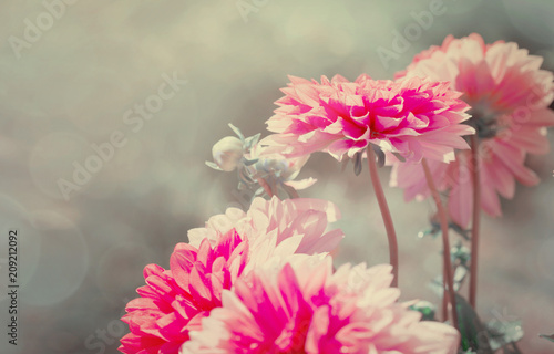 Fototapeta Naklejka Na Ścianę i Meble -  Macro shot of a pink dahlia.