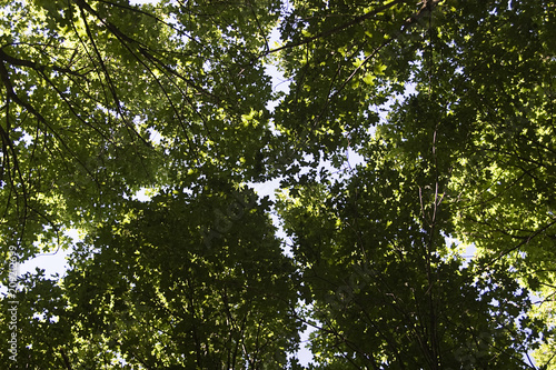 High forest trees in the thick of the forest