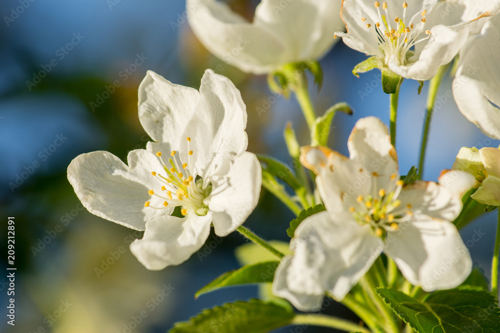Obraz premium Branches of apple-tree with white flowers against a blue spring sky