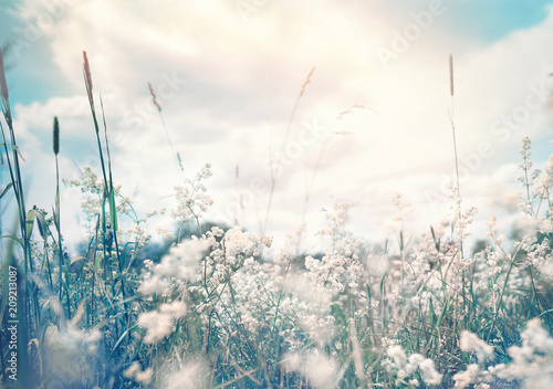 Wild blossoming grass in field meadow in nature on background sky with clouds  defocused  close-up. Beautiful summer nature landscape in vintage pastel colors  copy space.
