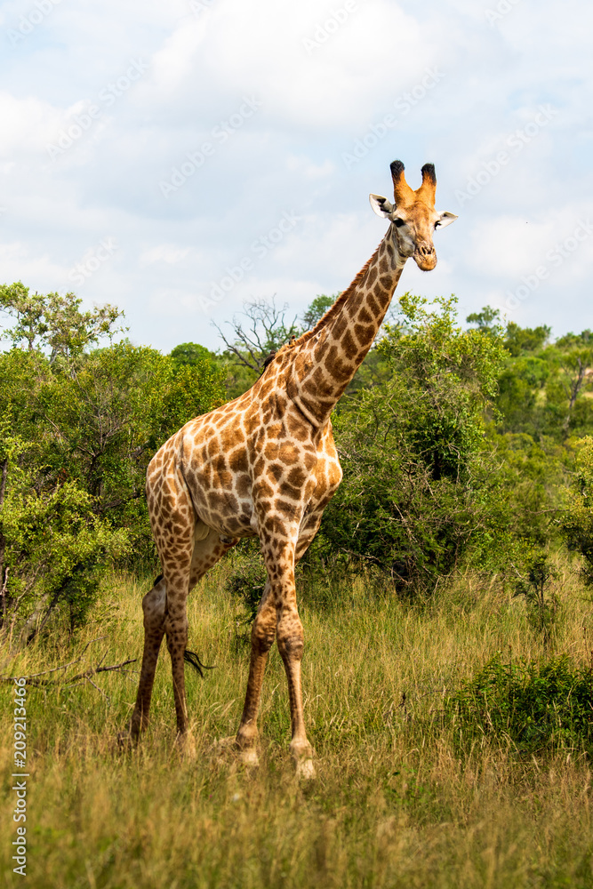 Obraz premium South African giraffe (Giraffa, G. camelopardalis) Family of giraffes standing on a hill in the thick lowveld, Pilanesberg National Park, Kalahari and lowveld, South Africa