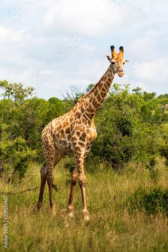 South African giraffe  Giraffa  G. camelopardalis  Family of giraffes standing on a hill in the thick lowveld  Pilanesberg National Park  Kalahari and lowveld  South Africa