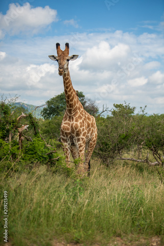 Photography South African giraffe (Giraffa, G