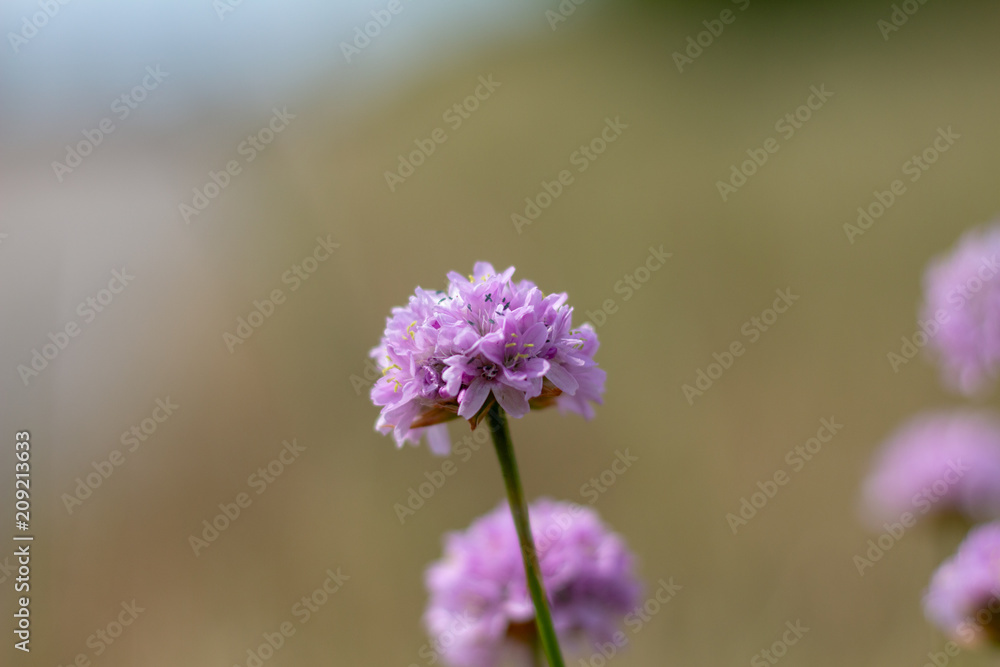Obraz premium Blüte