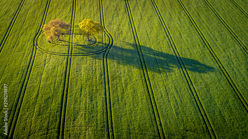 Trees and Shadows in English Countryside 